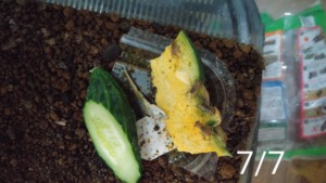 ７月７日野菜を食べるコオロギの幼虫